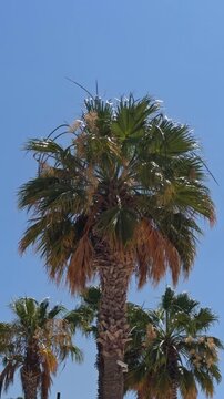 A tall green palm tree stands against a clear blue sky at a beach resort in Cesme Turkey