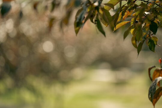Summer nature background with defocus lights featuring tree leaves framing a blurred golden bokeh with soft warm daylight, copy space.