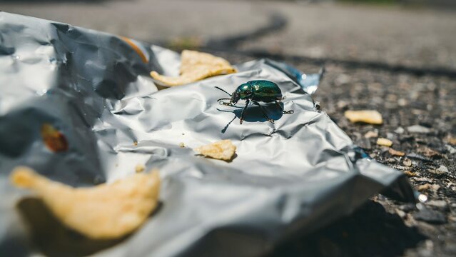 Close-up of a green beetle on crumpled aluminum foil with food waste on asphalt road