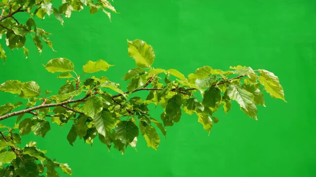 Green leaves on a tree branch swaying in a light breeze against a professional chroma key green screen background
