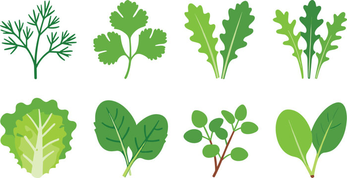 Fresh herbs and salad greens illustration culinary leafy vegetables flat design vector art