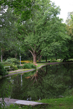pond in the park with reflections