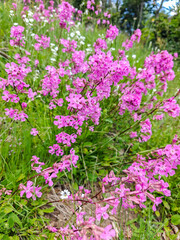 Obraz premium Pink Wild Catchfly Flowers in Meadow