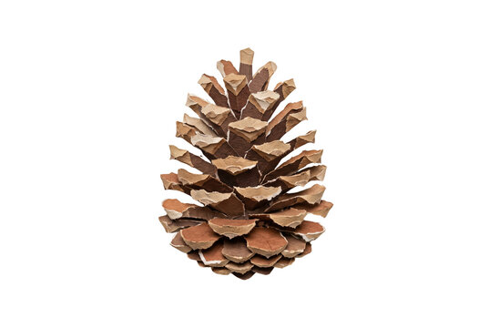 Ripped Paper Collage Pinecone Transparent Image