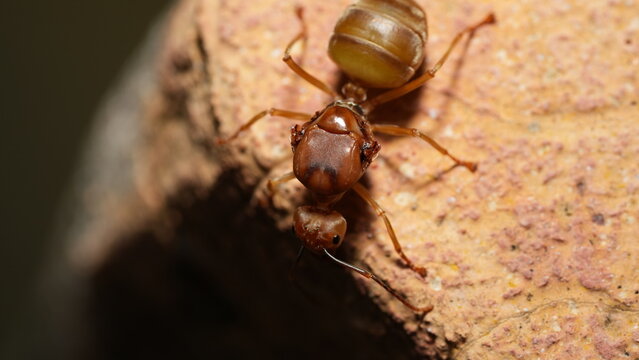 Macro View of a Lasius interjectus Queen Ant Detailed