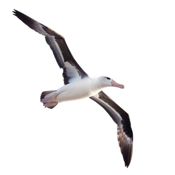 Albatross seabird in flight on white background, soaring ocean bird with wide wingspan, wildlife isolation photo