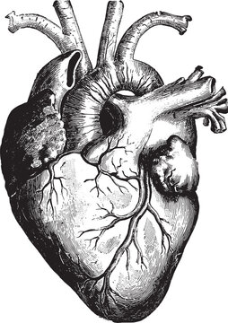 Anatomical human heart engraving illustration showing detailed cardiac muscle structure and vascular system for medical education and vintage scientific study.