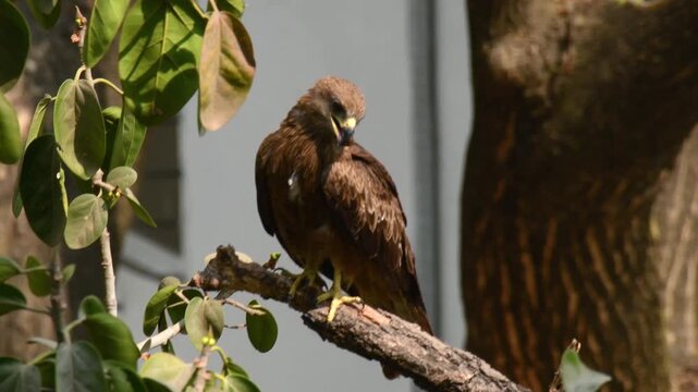 Greater Spotted Eagle or Black kite on the tree in forest