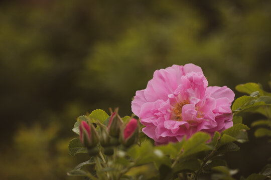 Vintage floral nature background with blooming pink wild rose and soft focus green leaves, copy space
