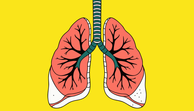 human lungs anatomy vector illustration 