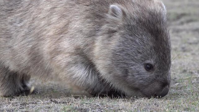 Wombat grazing on Maria Island in Tasmania