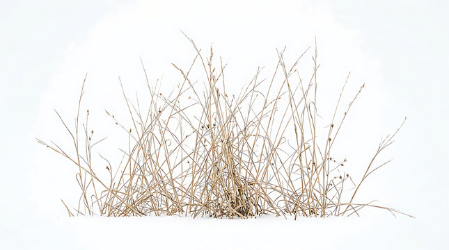 Dry wild grass bush isolated on white background with landscape isolated background vegetation withered seasonal grassland