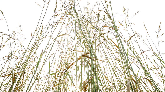 Upward view of tall wild grass stems against a bright white isolated background with isolated background botanical perspective vegetation agriculture