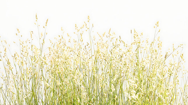 Fresh wild grass stems isolated on white background with isolated background meadowgrass environment botanical