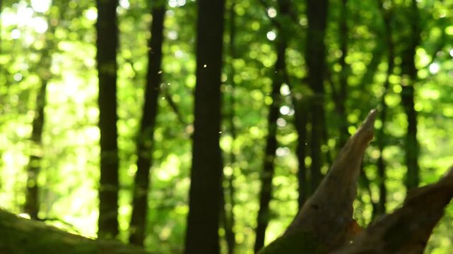 Flying Midges and Small Insects Glowing in Bright Sunlight Bokeh in Summer Forest Background, Atmospheric Magic Nature Dust and Bugs in Sunbeams, Cinematic B-Roll for Relaxation