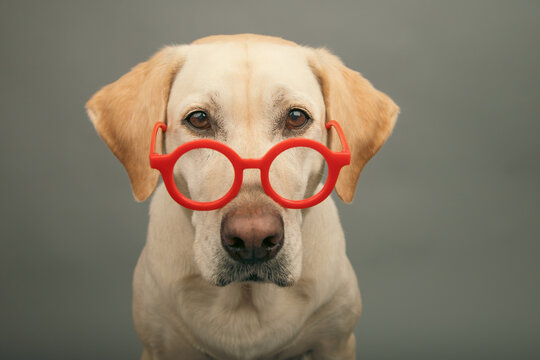 Close-up portrait of a yellow labrador retriever wearing a pair of round red glasses in front of a grey background