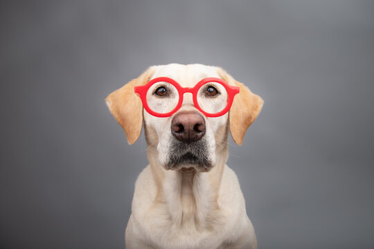 Close-up portrait of a yellow labrador retriever wearing a pair of round red glasses in front of a grey background