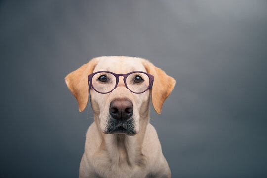Close-up portrait of a yellow labrador retriever wearing a pair of glasses in front of a grey background