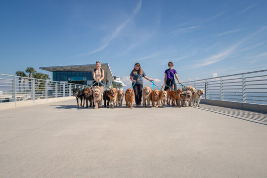 Three women walking a group of assorted dogs along the waterfront, St Petersburg, Florida, USA