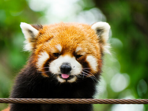 A red panda sticking out its tongue, close-up of its face