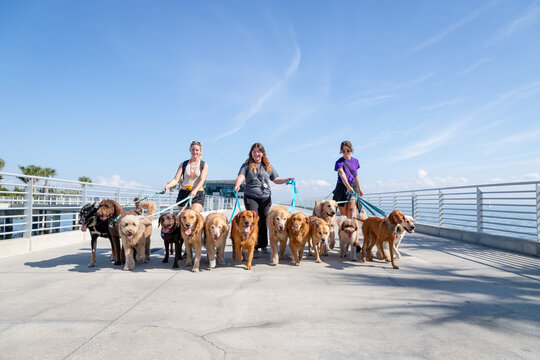 Three women walking a group of assorted dogs along a pier, St Petersburg, Florida, USA