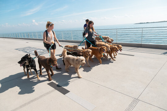 Three women walking a group of assorted dogs along a pier, St Petersburg, Florida, USA