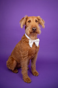 Portrait of a brown Airedoodle dog sitting in front of a purple background wearing a bow tie