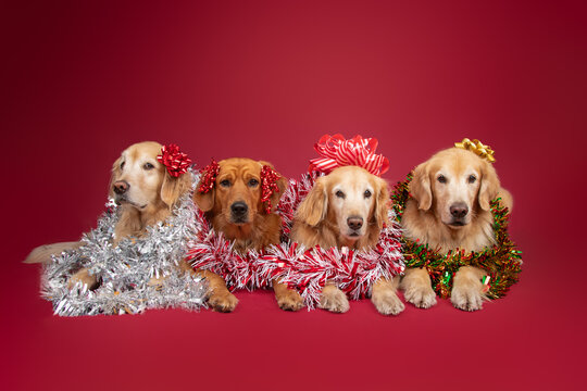 Row of four golden retrievers lying side by side wrapped in colourful Christmas tinsel and decorative ribbon bows