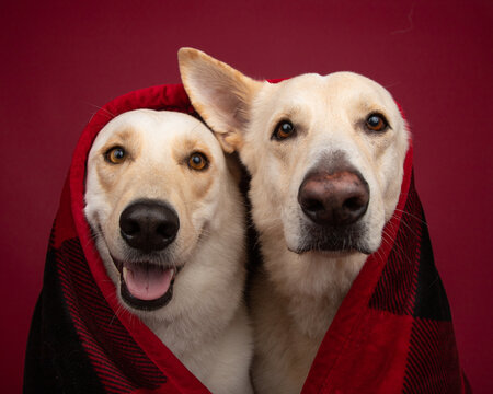 Close-up of a golden retriever and Berberian she sky dog sitting side by side wrapped in a blanket
