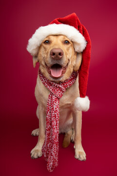 Close-up portrait of a yellow labrador retriever sitting in front of a red background wearing a Santa hat and scarf