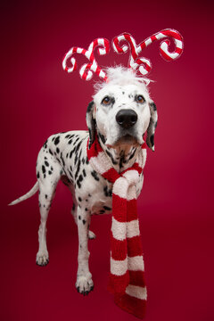 Close-up portrait of a dalmatian dog standing in front of a red background wearing an antler headband and scarf