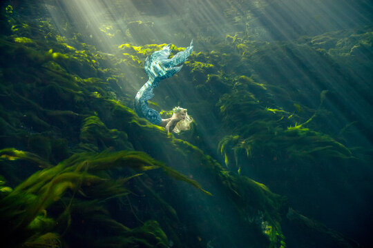Side view of a beautiful mid adult woman with a mermaid tail swimming along the ocean floor