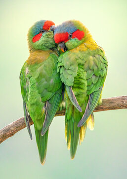 Close-up rear view of a pair of wild musk lorikeets (Glossopsitta confine) affectionately preening each other on a branch, Australia