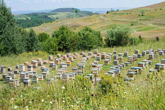 Rows of Beehives in a rural field, Sakarya, Marmara, Turkey