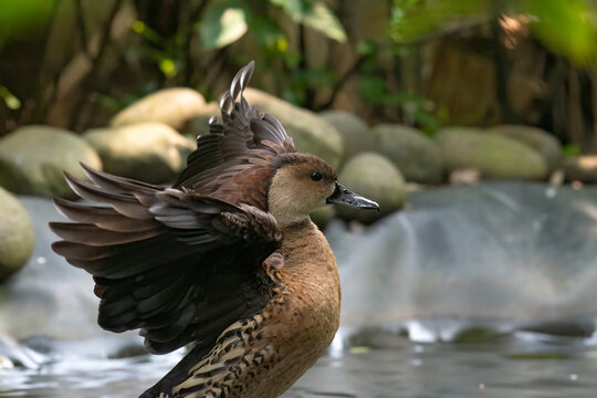 Close-up side view of a Lesser Whistling Duck (Dendrocygna javanica) flapping its wings in a lake, Indonesia