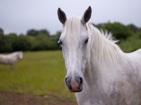 Close-up side view of a white horse standing in a field, Belarus