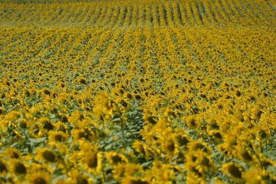 Full frame close-up of a sunflower field in full bloom on a summer day, Tortona, Alessandria, Piedmont, Italy