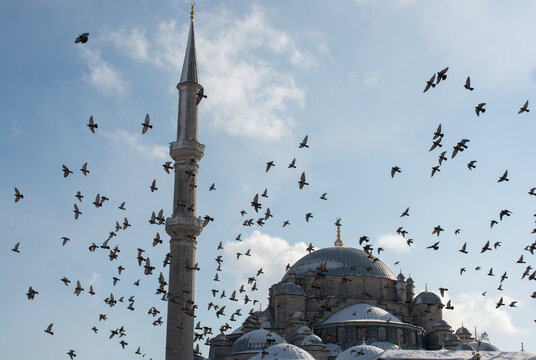 Flock of Pigeons flying around the top of the Fatih mosque, Istanbul, Turkey