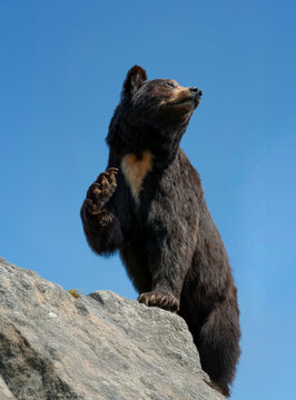 Close-up of an Asiatic black bear (Ursus thibetanus) standing on a rock with a raised paw, Turkey