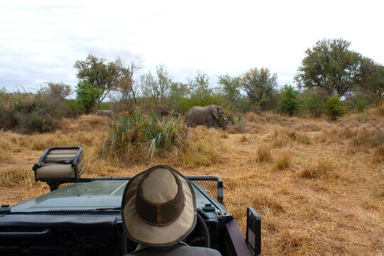Rear view of an unrecognisable man wearing a hat sitting in the driver's seat of a jeep on safari, Botswana