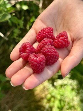 Close-up of a girl's hand holding a handful of freshly picked raspberries