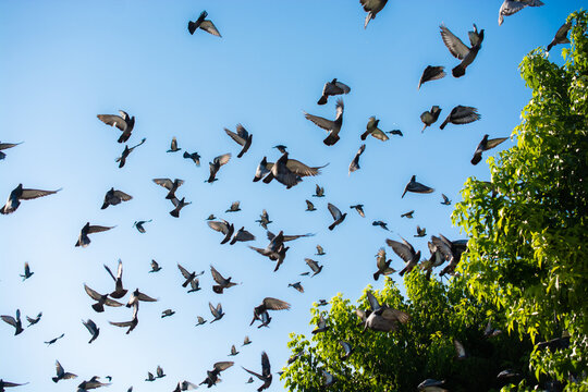 Flock of Pigeons Flying over the treetops against a clear blue sky, Turkey
