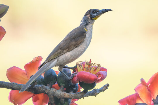 Side view of a wild little friarbird (Philemon citreogularis) perched and alert on the branch of a cotton tree (Bombax ceiba) with a warm, blurred background, Queensland, Australia