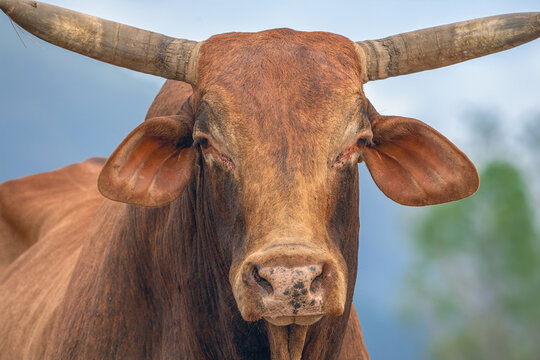 Close-up portrait of a brown Brahman bull (Bos taurus), Australia
