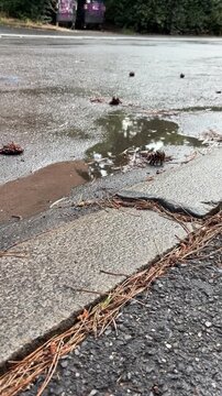Rain-soaked street with puddles and fallen pine needles  