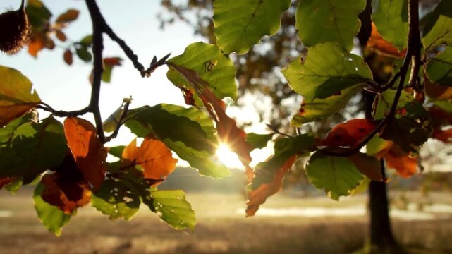Autumn leaves in golden sunlight, fall foliage with sun flare in forest, orange and green beech tree branches swaying in sunset light