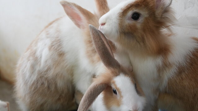 Close Up of Two Adorable Fluffy Pet Rabbits Indoors