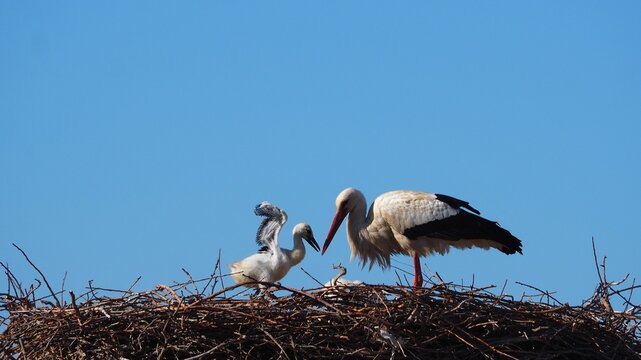 comunicaci&oacute;n entre la cig&uuml;e&ntilde;a con su peque&ntilde;o polluelo reci&eacute;n nacido, parece que le est&eacute; dando la bienvenida al mundo, sus plumas son negras y blancas, pico mam&aacute; rojo, cr&iacute;a negro, L&eacute;rida, Espa&ntilde;a, Europ