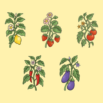 Hand Drawn Vegetable Plants Set Vector Illustration Botanical Fruit Collection