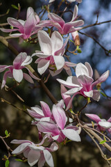 Magnolia soulangeana also called saucer magnolia flowering springtime tree with beautiful pink white flower on branches © Iva